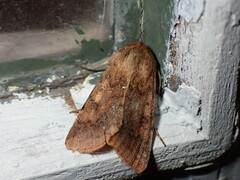 Helicoverpa armigera conferta