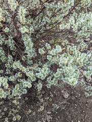 Alchemilla argyrophylla image