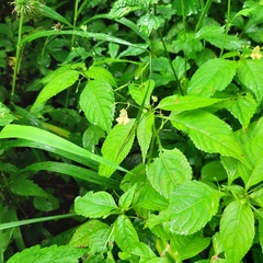 Impatiens parviflora