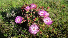 Lampranthus aduncus
