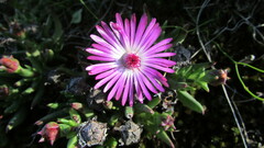 Lampranthus aduncus