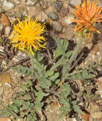 Centaurea granatensis