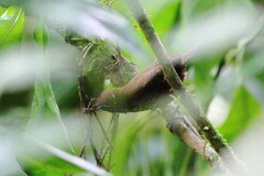 Cantorchilus thoracicus