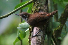 Cantorchilus thoracicus