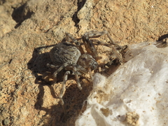 Eusparassus