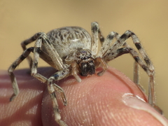 Eusparassus
