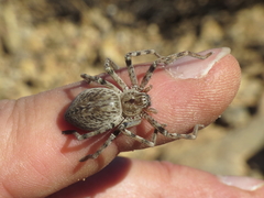 Eusparassus