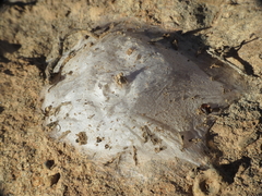 Eusparassus