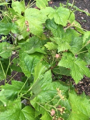 Rubus parviflorus