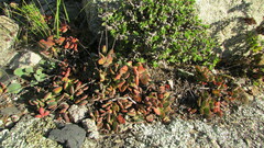 Crassula atropurpurea