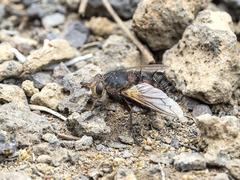 Tachina canariensis