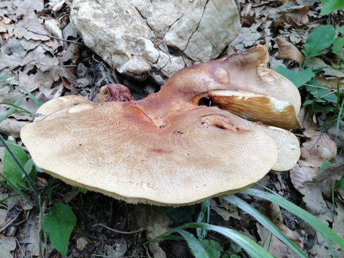 Pogonoloma macrorhizum — no rights reserved