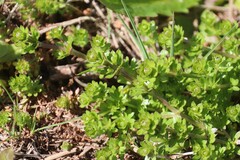 Galium productum