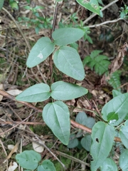 Akebia trifoliata