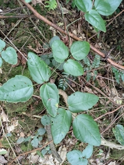 Akebia trifoliata