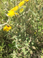 Inula