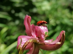 Lilioceris merdigera