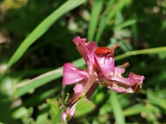 Lilioceris merdigera
