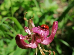 Lilioceris merdigera