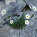 Alpine Oxeye Daisy - Photo (c) Wolfgang Jauch, some rights reserved (CC BY), uploaded by Wolfgang Jauch