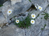 Alpine Oxeye Daisy - Photo (c) Wolfgang Jauch, some rights reserved (CC BY), uploaded by Wolfgang Jauch