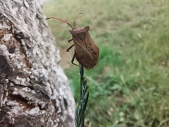 Coreus marginatus