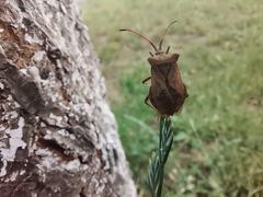 Coreus marginatus