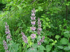 Stachys balansae