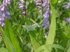 Idaea pallidata