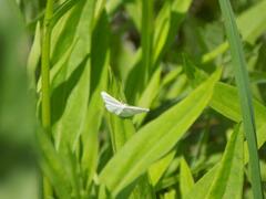 Idaea pallidata