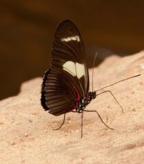 Heliconius wallacei