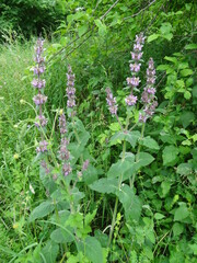 Stachys balansae
