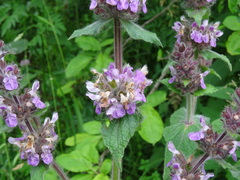 Stachys balansae