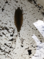 Glossiphonia complanata