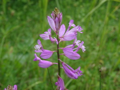 Polygala anatolica