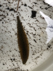 Glossiphonia complanata