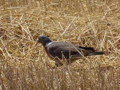 Columba palumbus