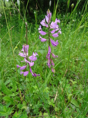 Polygala anatolica