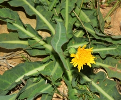 Sonchus maritimus
