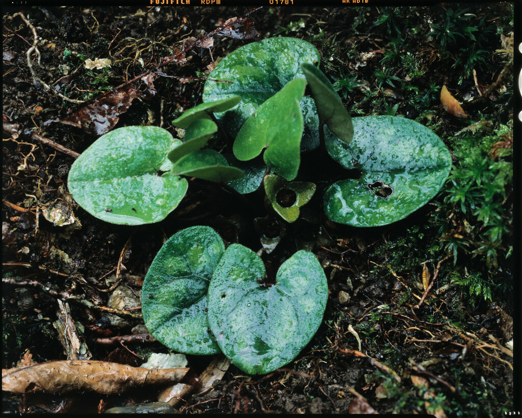 Asarum fauriei; photograph Hibiki Katayama, CC BY, iNaturalist via GBIF