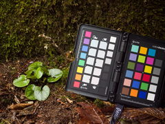 Asarum fauriei takaoi