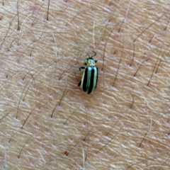 Acalymma trivittatum