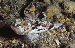 Maxillicosta scabriceps