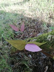 Mucuna sempervirens