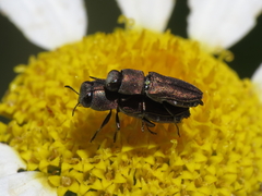 Anthaxia umbellatarum