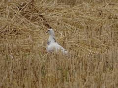 Columba livia domestica