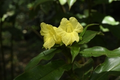 Costus villosissimus