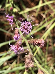 Liatris tenuis