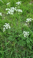 Anthriscus sylvestris