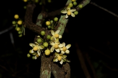 Schisandra macrocarpa